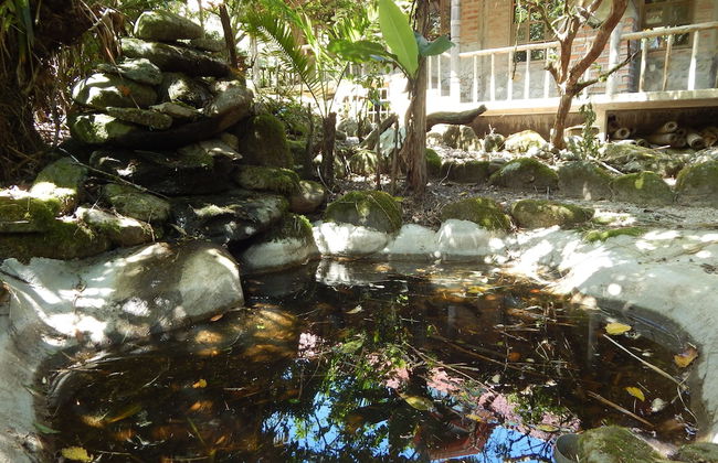 Dogs and Fish Dream Land - Foto 29