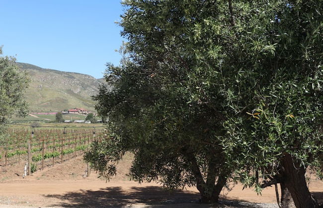 Alma Liebre Viñedos del Valle - Foto 43