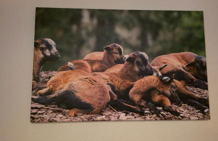 Ferienhaus Kamerun an der Elbe - Foto 67