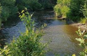 Alaskan WolfDen Close to airport centrally located - Photo 34