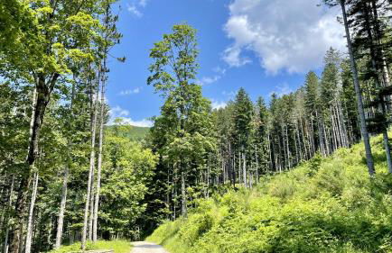 Casa fiordaliso - Foto 36