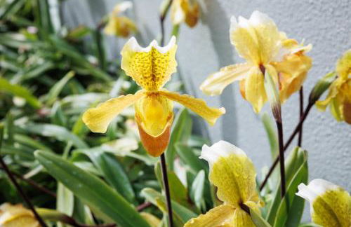 Santana Lens & Trail House Ex Garden House - Foto 24