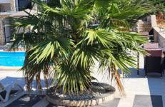 Apartments Albatross - Photo 7