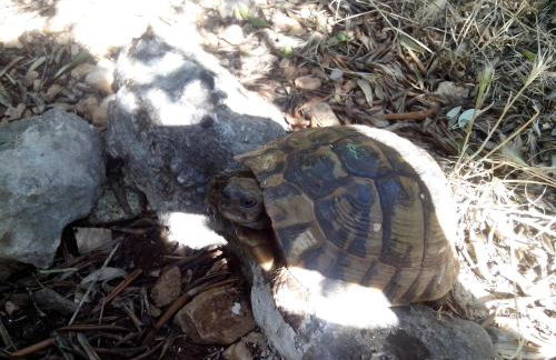 Apartments Rinčić - Photo 74