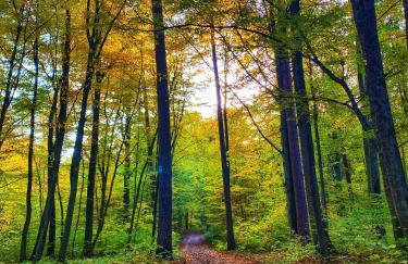 ArtHouse Pelnik - Photo 19