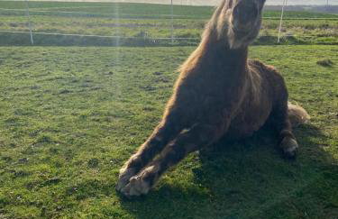 Landhof Lieg - Tierische Auszeit in unseren gemütlichen Ferienwohnungen - Foto 37