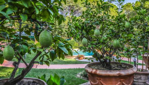 I Limoni Studios - Foto 5