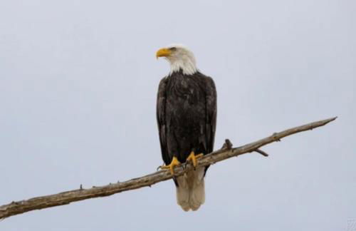 Riverfront Studio Cabin with Amazing View and Huge Yard - Foto 7