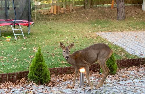 Dębowy Zakątek - Foto 28