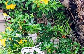 Suítes Colibri da Serra - Piscina & Conforto em Itaipava RJ - Foto 47