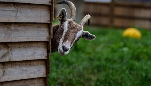 Fig Tree Cottage - Photo 5