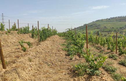 Quinta dos Padrinhos - Suites in the Heart of the Douro - Foto 65