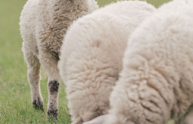 FEWO auf dem Lande - Foto 80