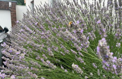 Ferienwohnung mit Kamin am Waldrand - Photo 29