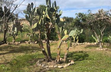 Bouganville in Villa Greco - Foto 77