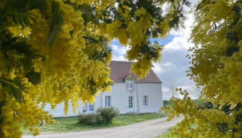 Les mimosas - Foto 4