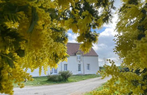 Les mimosas - Foto 4