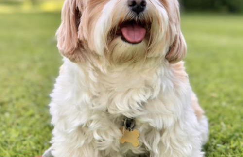 Greenacre Lodge - cosy, dog-friendly rural home with private garden - Foto 33