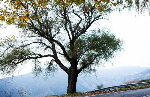 Bezeniko Amazing Arcadian Property! - Foto 42