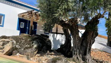 Almojanda 3 olive tree - Foto 5