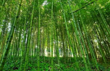 Château du Port Hublé - Foto 27