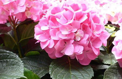 Côte de granit rose - Foto 38