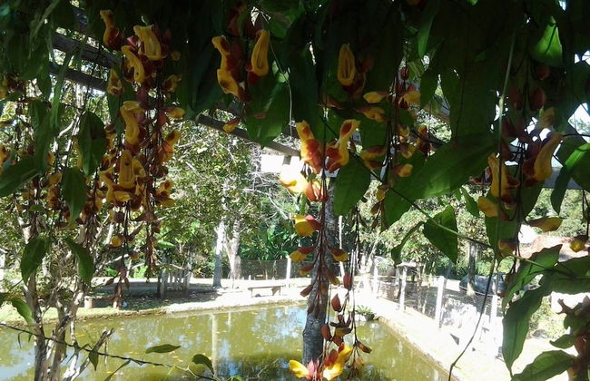 Chácara do Alemão - Recanto Jd.Silvestre - Foto 34