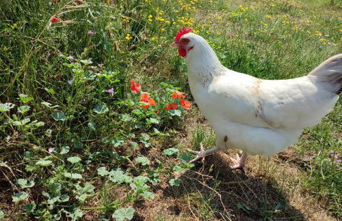 Gîte insolite La Renouée - Foto 12