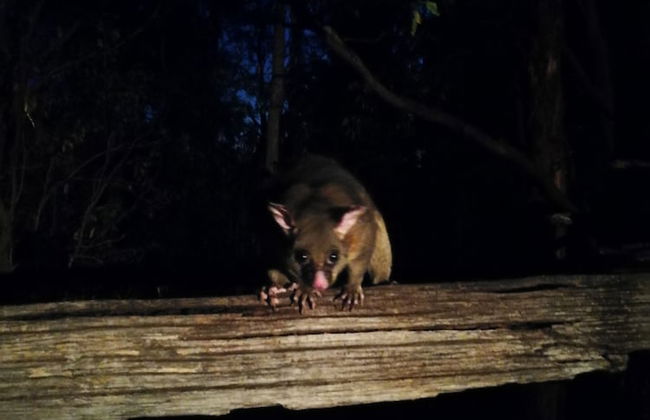 Kalimna Woods Cottages - Foto 79