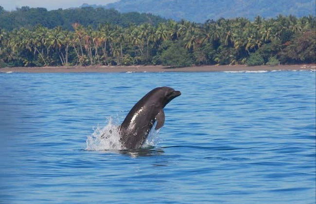 Avistamento de cetáceos no Parque Nacional Marino Ballena - Foto 2
