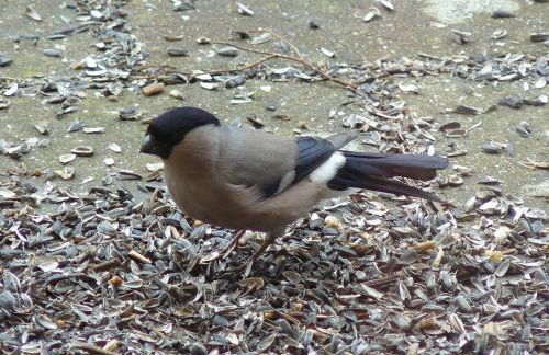 HummelCasa Ferienhaus Bayreuth - Foto 41