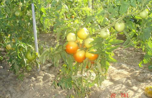 Aroggia Farm - Foto 23