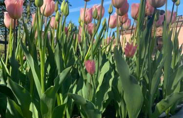 Casa Bosco - Photo 43