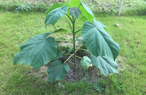 Domek nad Bugiem z Sauną - Foto 26