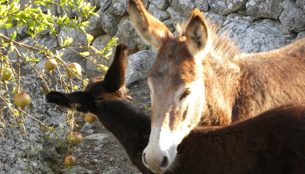 Agroturismo Son Siurana - Foto 5, Rutas ecológicas