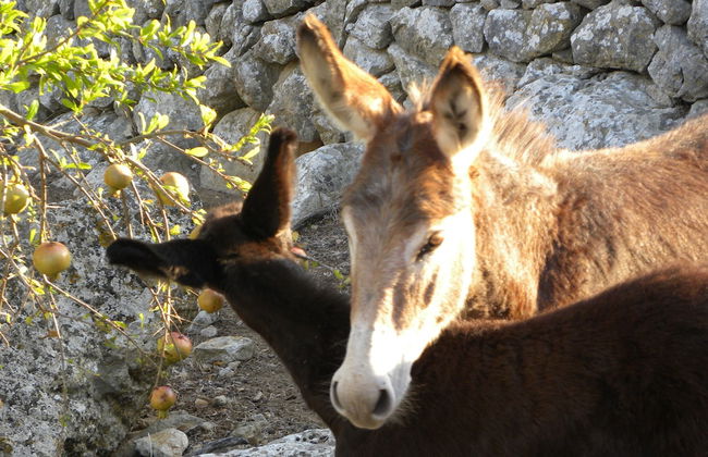 Agroturismo Son Siurana - Photo 46