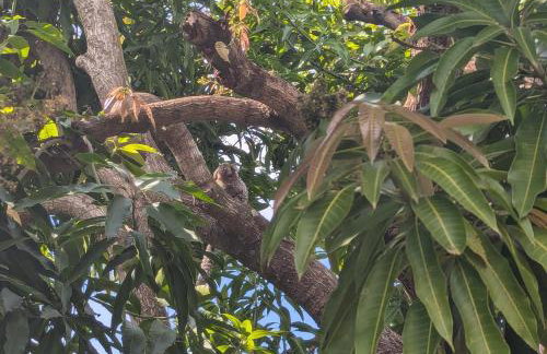 Casinha Charmosa & Rústica - Foto 41