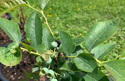 Agriturismo Grammelot - Foto 9