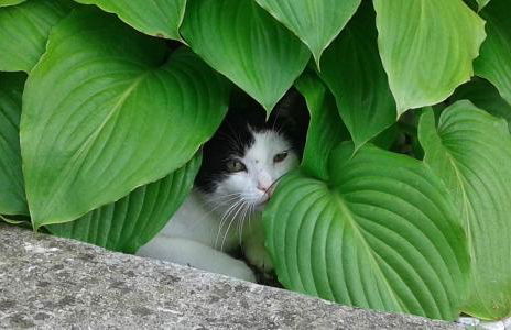 Appartamenti Casa Nina, lago,montagne, uliveti - Foto 18