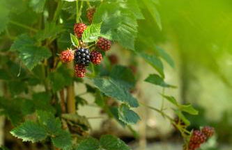 LA FORESTALE Luxury Ecolodge Piano Terra- Appt - Foto 69