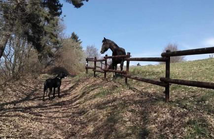 Ferienwohnung "Im Türmchen" inklusive WLAN, Parkplatz und Netflix - Foto 7