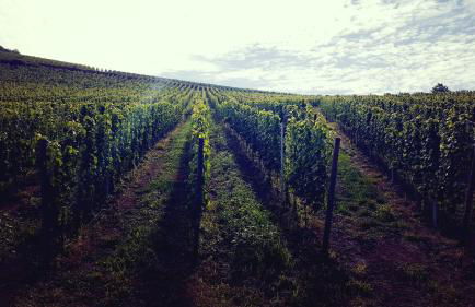 Zur alten Rebe Ferienhaus und Weingut - Foto 47