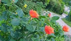 Holiday House Sant'Annunziata - Foto 4