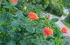 Holiday House Sant'Annunziata - Foto 4