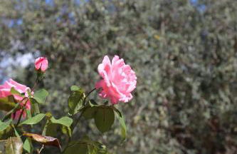 La Masseria PietraMarmo Caiazzo - App to con vista - Foto 28