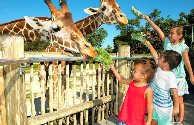 Rare Find! House of Happiness by MIA Zoo & FL Keys - Foto 21