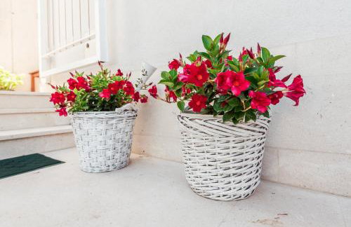 Apartmani Gelo - Foto 73