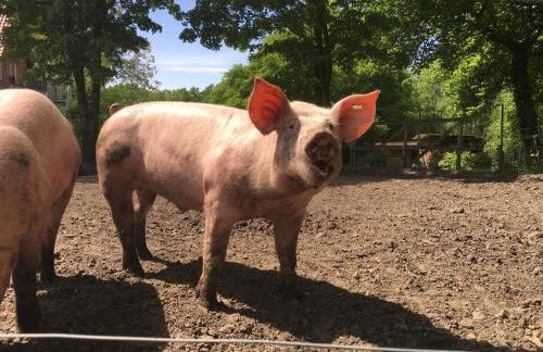 Ramakers Hof - Foto 25