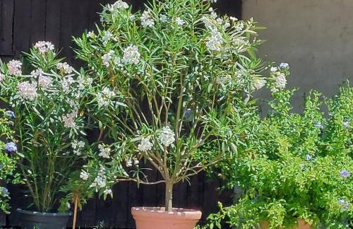 Landpartie - Foto 29