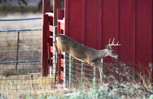 Serene Hill Country Wildlife Sanctuary with Porch - Photo 28